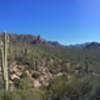 A saguaro forest stands tall alongside the Dutchman Trail.