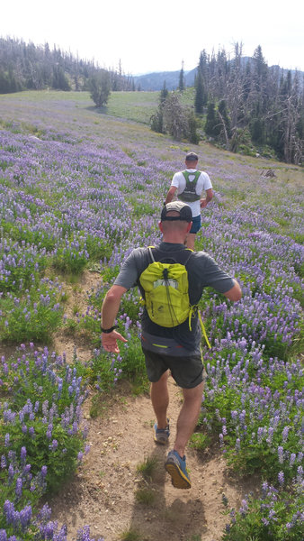 Our group runs through fields of lupine in Payette National Forest.