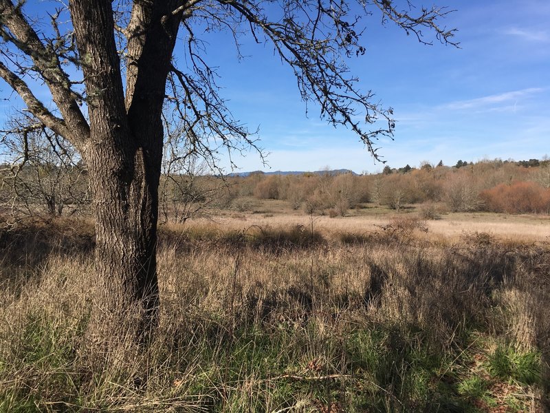 Ragle Ranch exhibits seasonal marshes near the trail.