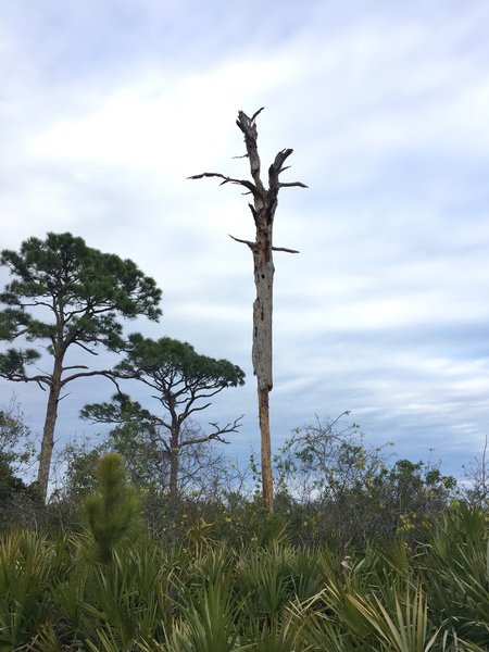 A "snag" stands tall along the trail.