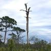 A "snag" stands tall along the trail.