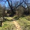 Green vegetation emerges once into the tree line.