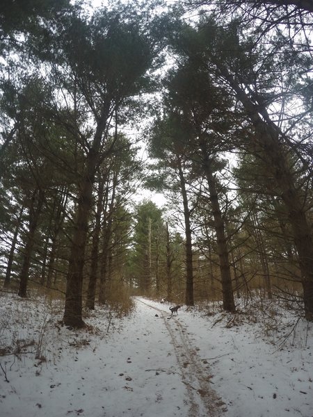 This area's clusters of pines become even more beautiful when snow blankets the understory.