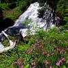 Heather blooms at Umbrella Falls. Photo by Gene Blick.