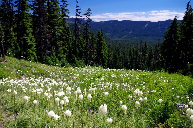 Bear-grass blankets a ski run on the Umbrella Falls Trail. Photo by Gene Blick.