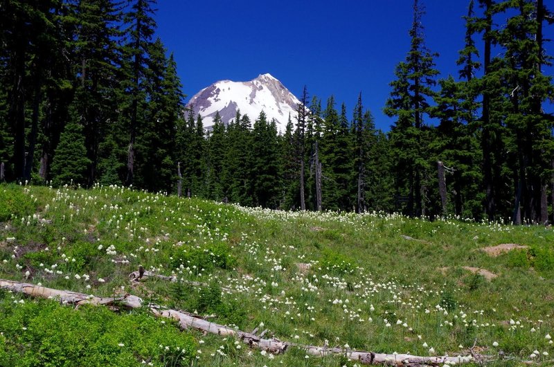 Mt. Hood and bountiful wildflowers serve as your companions on the Umbrella Falls Trail. Photo by Gene Blick.