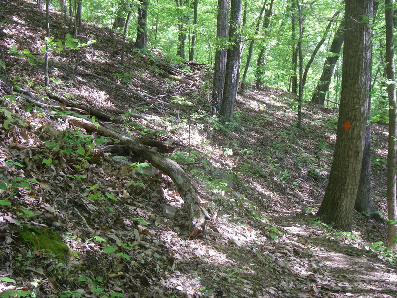 This is looking along the Glenwood Horse Trail (orange diamond mark) as it crosses the Appalachian Trail.