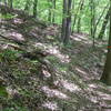 This is looking along the Glenwood Horse Trail (orange diamond mark) as it crosses the Appalachian Trail.