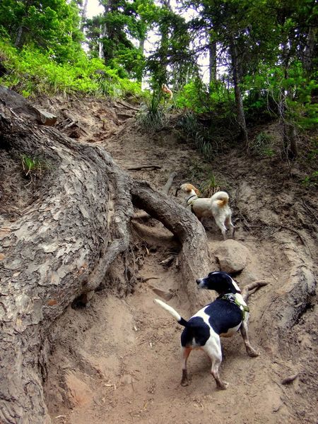 This is the scramble trail down from the Sahalie Falls Trail to the falls. You can access this point better from the small trailhead by the bridge on Forest Road 3555. Photo by Jennifer Cusic.