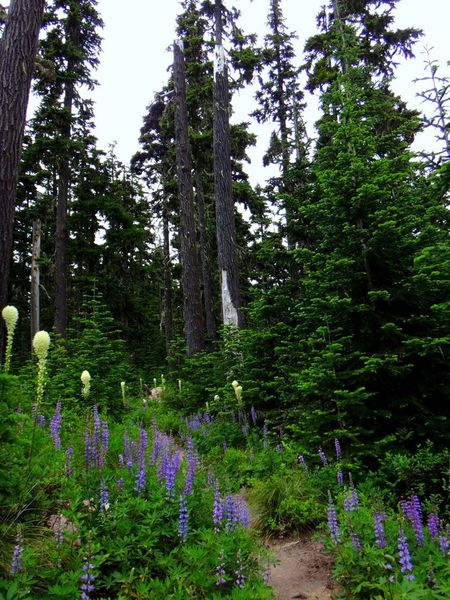 Lupine and bear-grass hug the Sahalie Falls Trail. Photo by Jennifer Cusic.