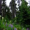 Lupine and bear-grass hug the Sahalie Falls Trail. Photo by Jennifer Cusic.