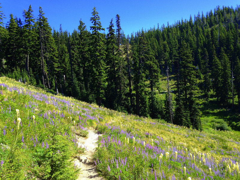Meadows of lupine and bear-grass adorn the trail to Umbrella Falls. Photo by Colette Gardniner.