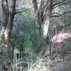 Cane grows in this wooded ravine, where water provides nourishment for the trees and plants.