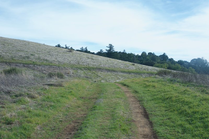 This is the Alder Spring Trail as it approaches the junction with the Charquin Trail. Deer and other animals can be seen feeding in the fields throughout the day.