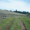 This is the Alder Spring Trail as it approaches the junction with the Charquin Trail. Deer and other animals can be seen feeding in the fields throughout the day.