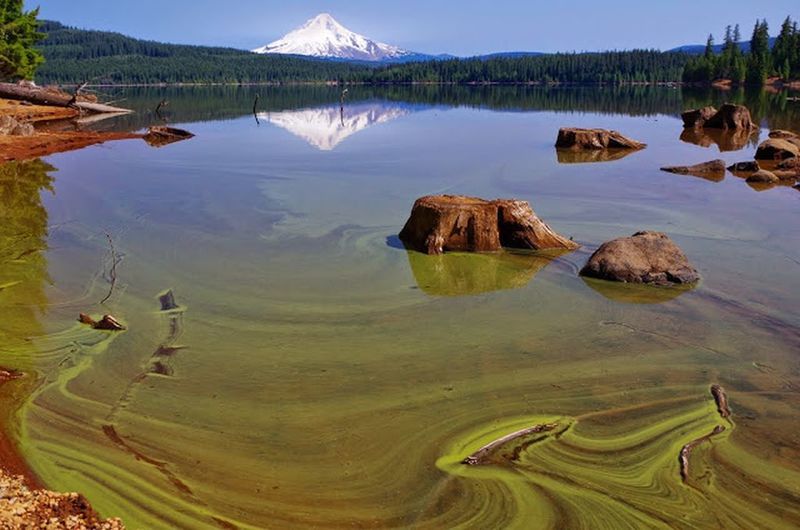 The Southshore Trail can offer interesting views near the dam. Photo by Gene Blick.