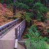 This sturdy bridge guides your passage over Dinger Creek on the Timothy Lake Trail. Photo by Gene Blick.