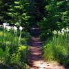 Bear-grass grows right alongside the Timothy Lake Trail. Photo by Gene Blick.