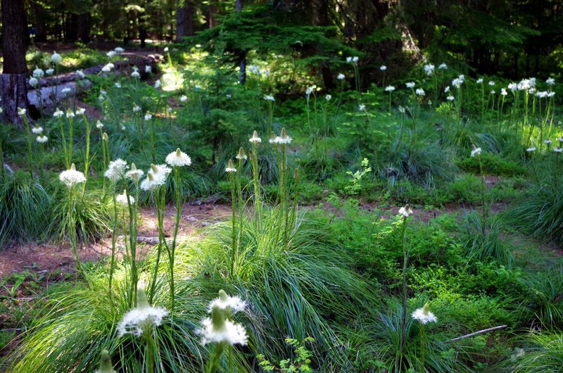 Bear-grass blooms in June and July on the Timothy Lake Trail. Photo by Gene Blick.