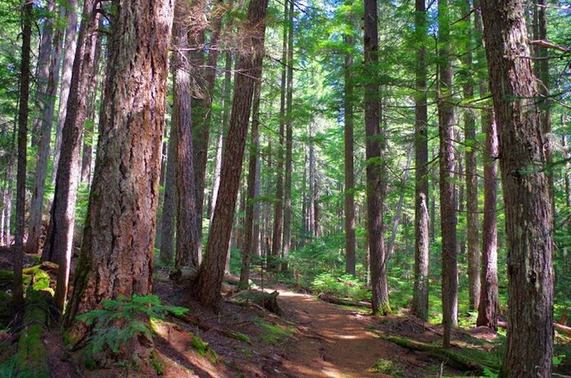 The Timothy Lake Trail travels through dense evergreen forests on its way to the North Arm Campground. Photo by Gene Blick.