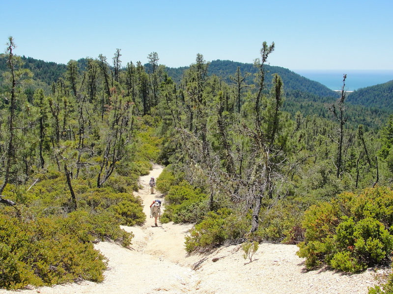 Hikers climb a sunny, sandy ridge on the McCrary Ridge Trail.