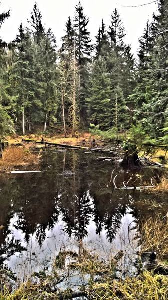 Siler's Mill Pond hides in the forest along the Siler's Mill Trail.