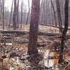 The area directly adjacent to the trail can be quite soggy during the winter.