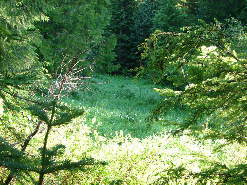 Devil's Meadow, a popular spot for huckleberry picking, is gradually being taken over by forest. Photo by Yunkette.