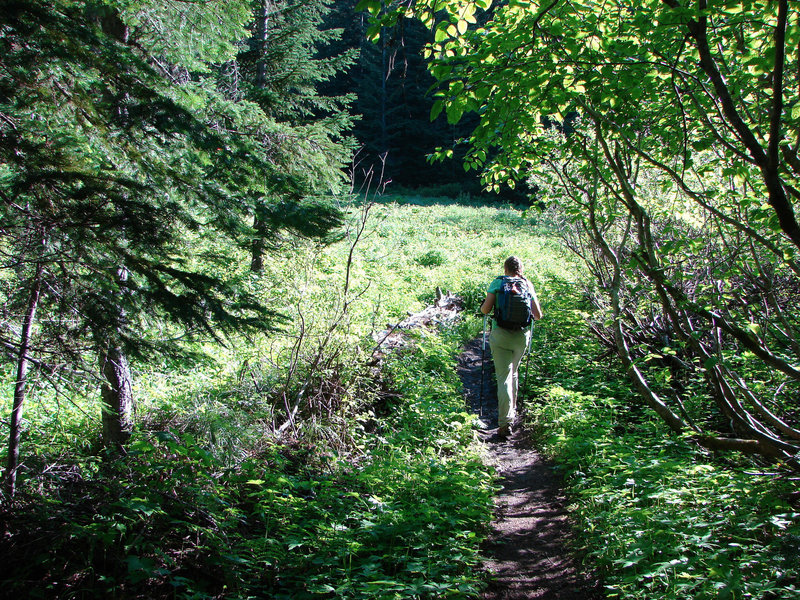 Hiking in Devil's Meadow rewards visitors with verdant surroundings. Photo by Yunkette.