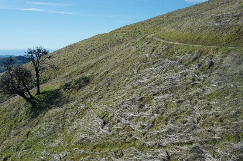 The Ancient Oaks Trail climbs along the hills. In the winter, long grass appears blown over throughout the preserve.