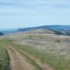 The Borel Hill Trail descends along a worn-out fire road through Russian Ridge Open Space Preserve.