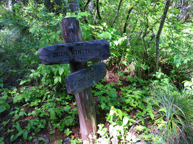 Devil's Tie Trail is a shortcut connector trail from Zigzag to Burnt Lake South Trail. It can make for a nice loop opportunity. Photo by Yunkette.