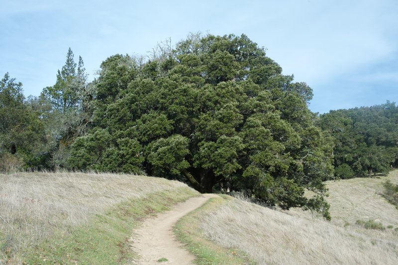 The trail passes under a large tree that provides shade from the sun and a nice place to rest on a hot day.