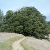 The trail passes under a large tree that provides shade from the sun and a nice place to rest on a hot day.