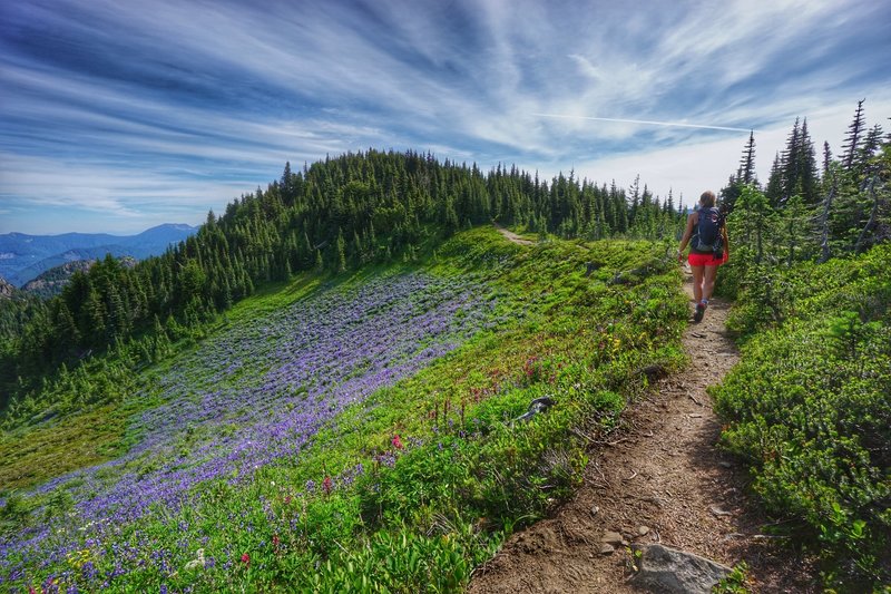 Experience wildflower scents for days along the Tolmie Peak Trail.