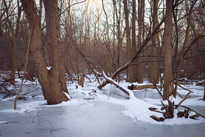 A frozen swamp provides nice scenery along the Center Cut Trail in winter.