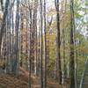 This is typical scenery along the trails in Middle Run Valley Park.