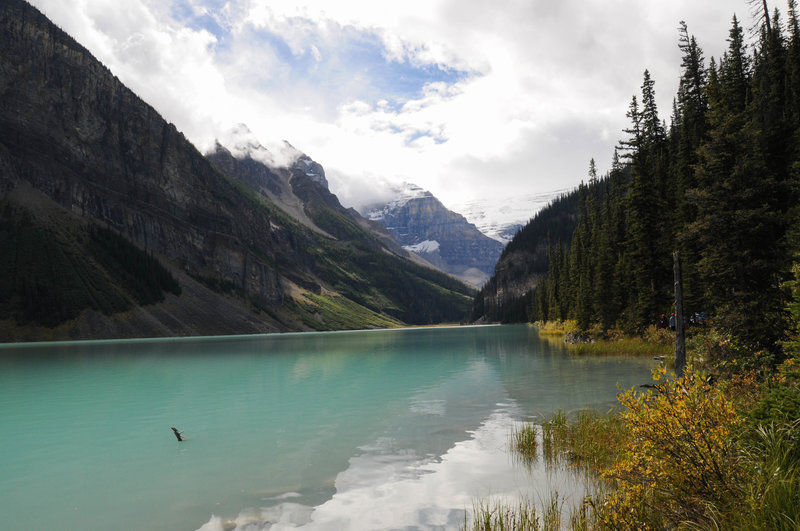 Lake Louise glimmers beautifully along the Lake Louise Lakeshore Trail.