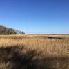 Beautiful wetlands surround Taskinas Creek.