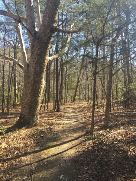 The short-but-sweet Beaver Trail offers beautiful forested views.