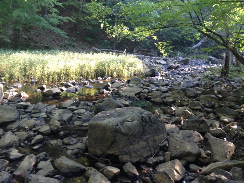 The Eno gurgles along at a low level near the Cox Mountain Trail.