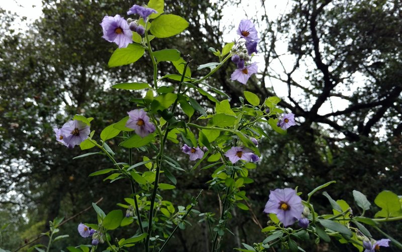 Delicate little purple flowers mark an early sign of spring in early February on the Prospect #3 Trail.