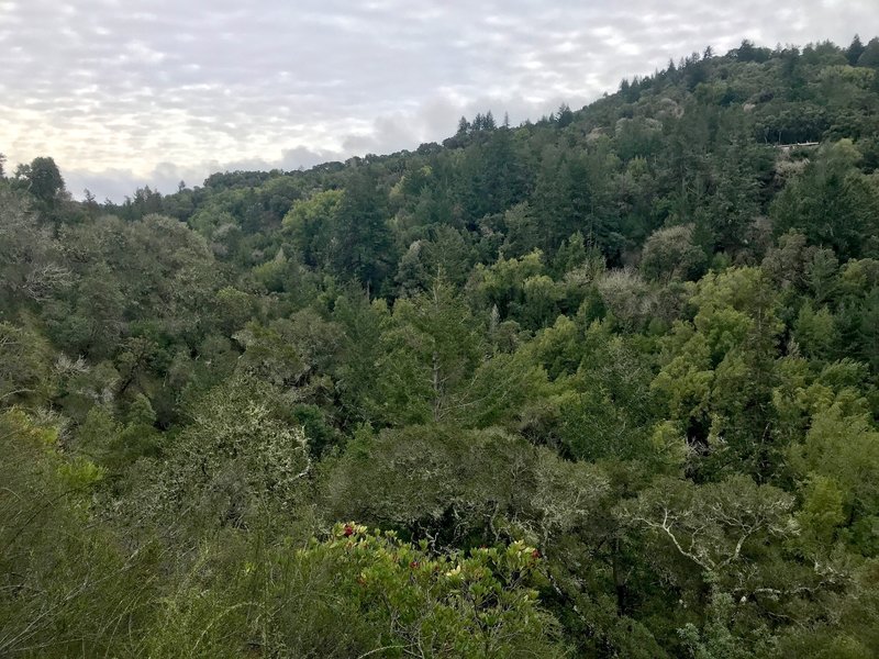 Enjoy this view looking down over the forested Corte Madera Creek Canyon from the Toyon Trail.