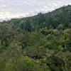 Enjoy this view looking down over the forested Corte Madera Creek Canyon from the Toyon Trail.