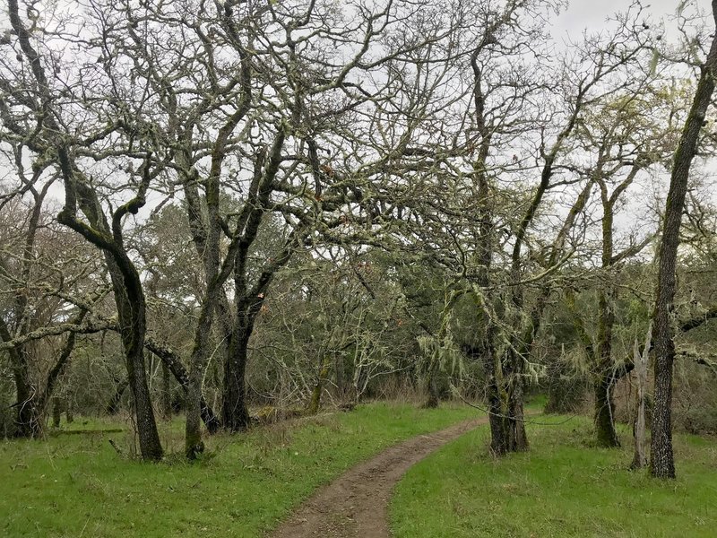 Experience a grove of lichen-covered blue oaks on the Old Spanish Trail.