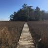 A nice connector bridge joins the Majestic Oak Trail with the Powhatan Forks Trail North Fork.