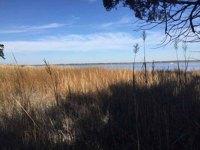 Enjoy nice views of the tidal marsh and York River at the end of the Powhatan Forks Trail North Fork.