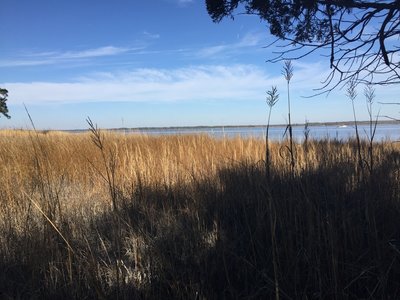 Enjoy nice views of the tidal marsh and York River at the end of the Powhatan Forks Trail North Fork.