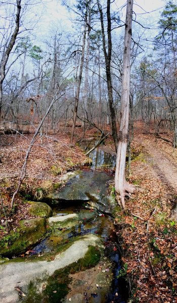 A meandering stream follows this section of the Headwaters Loop.