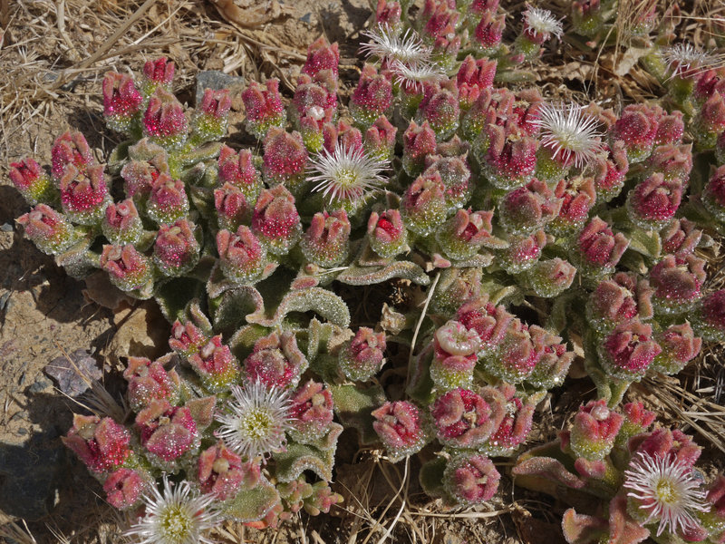 This small red plant blooms in late spring.